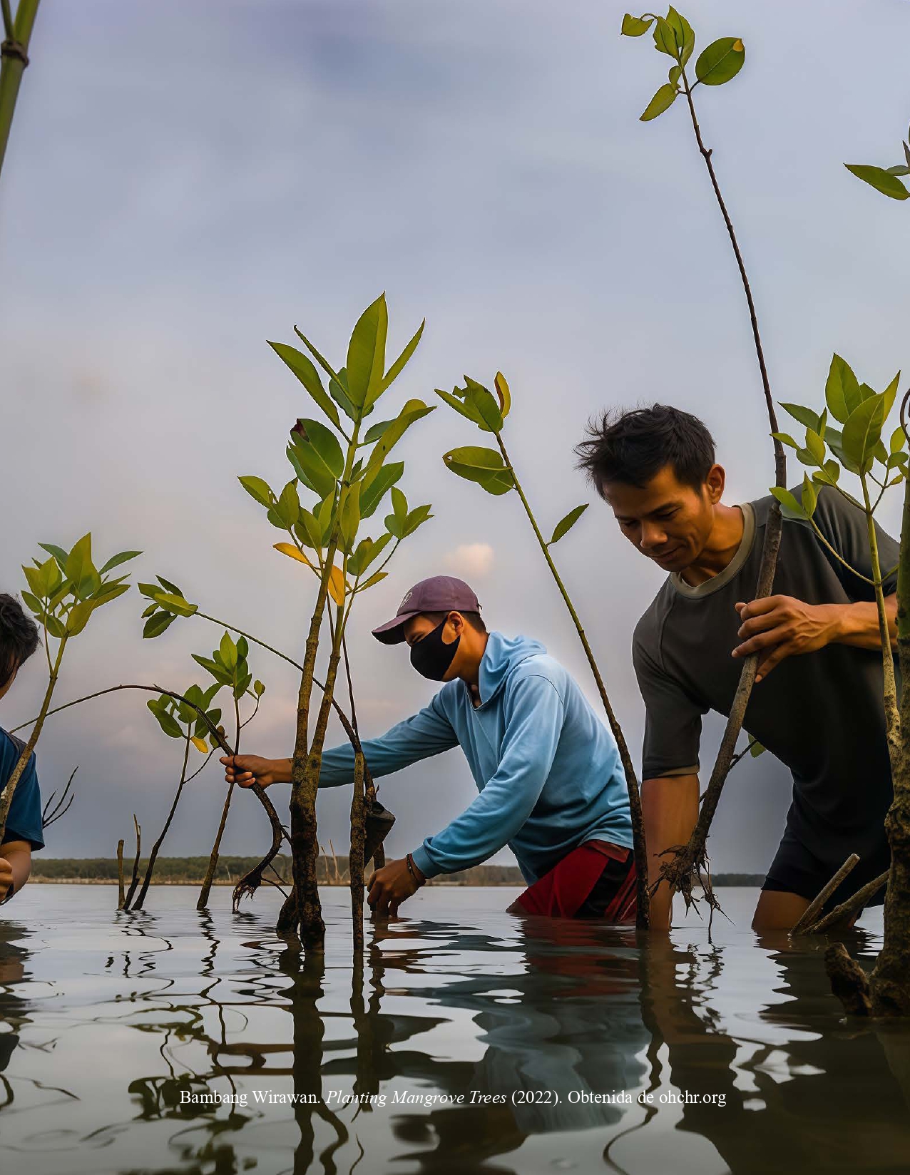 Bambang Wirawan. Planting Mangrove Trees (2022)